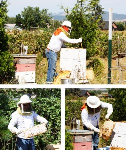 honey-harvest-6