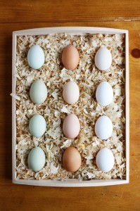backyard-chicken-egg-varieties-2