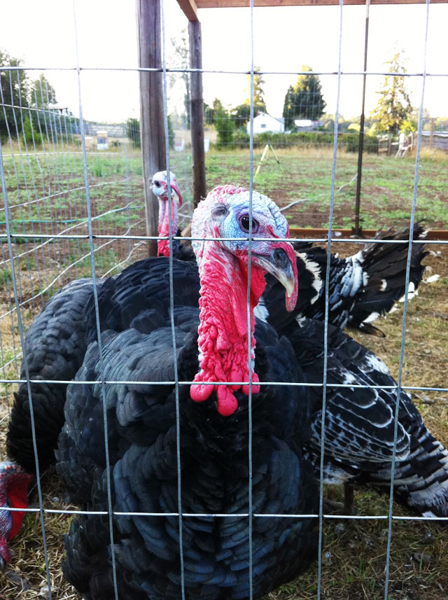 tom turkeys on the farm