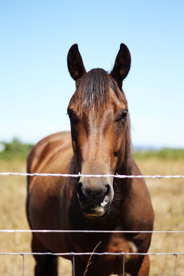 Angus the farm horse