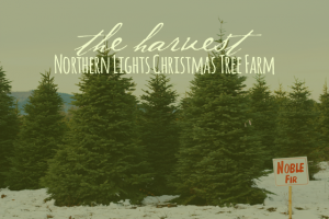 northern-lights-christmas-tree-farm