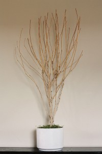 DIY-potted-tree-branch