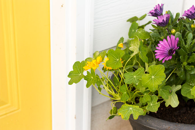 African daisies and nasturtiums are both safe to plant near a chicken coop.