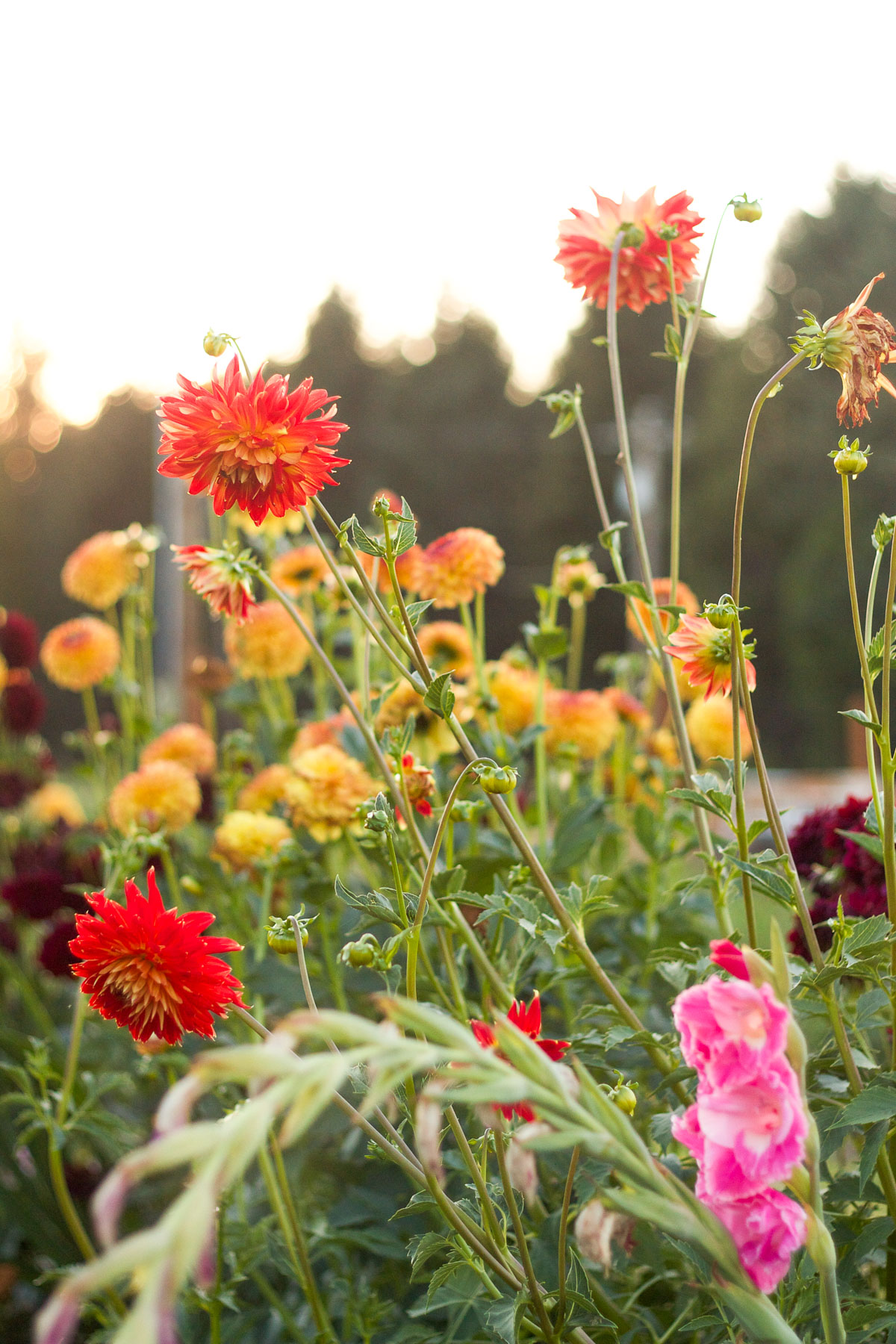 Gorgeous dahlias in a summer cutting garden