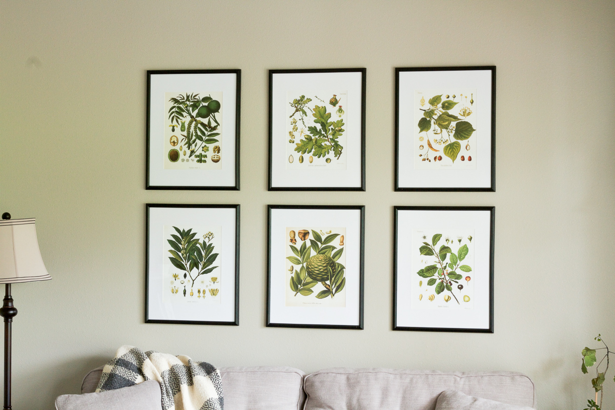 A naturalist living room makeover for the Spring 2017 One Room Challenge | botanical prints, neutrals, and lots of plants