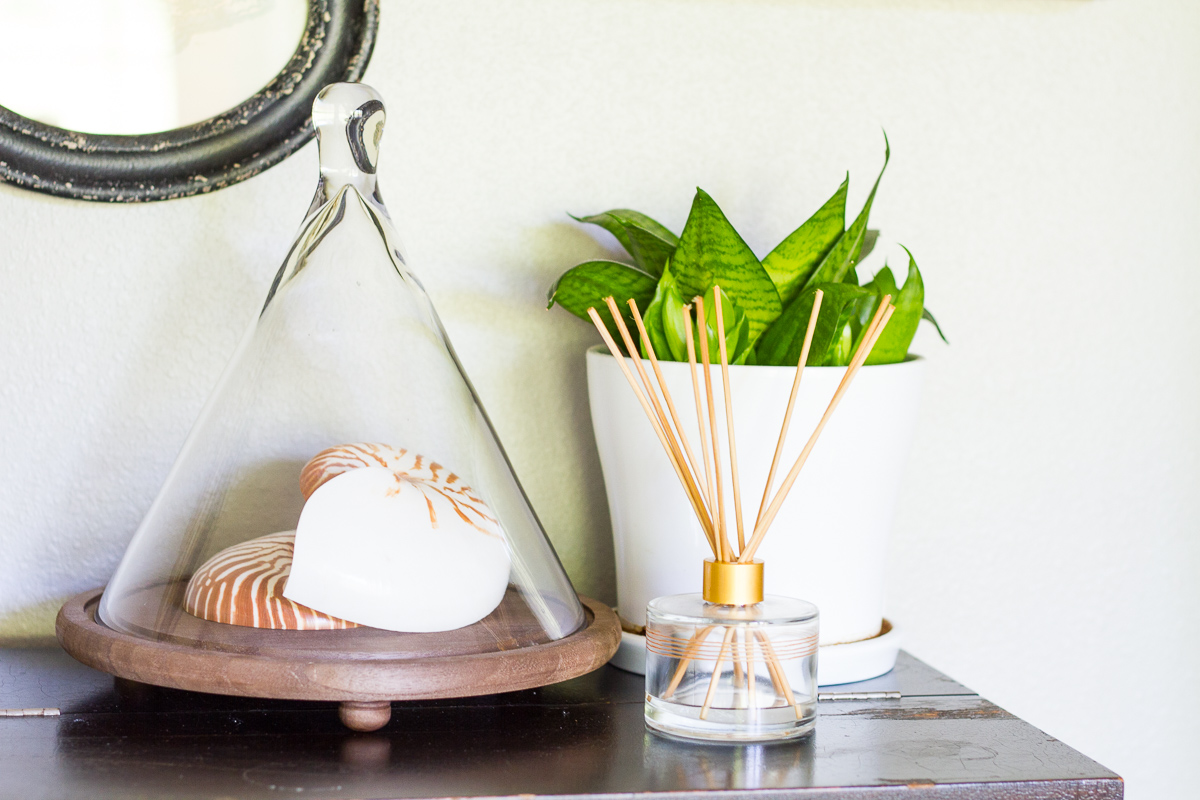 Nautilus shells and a snake plant on top of a black upright piano.