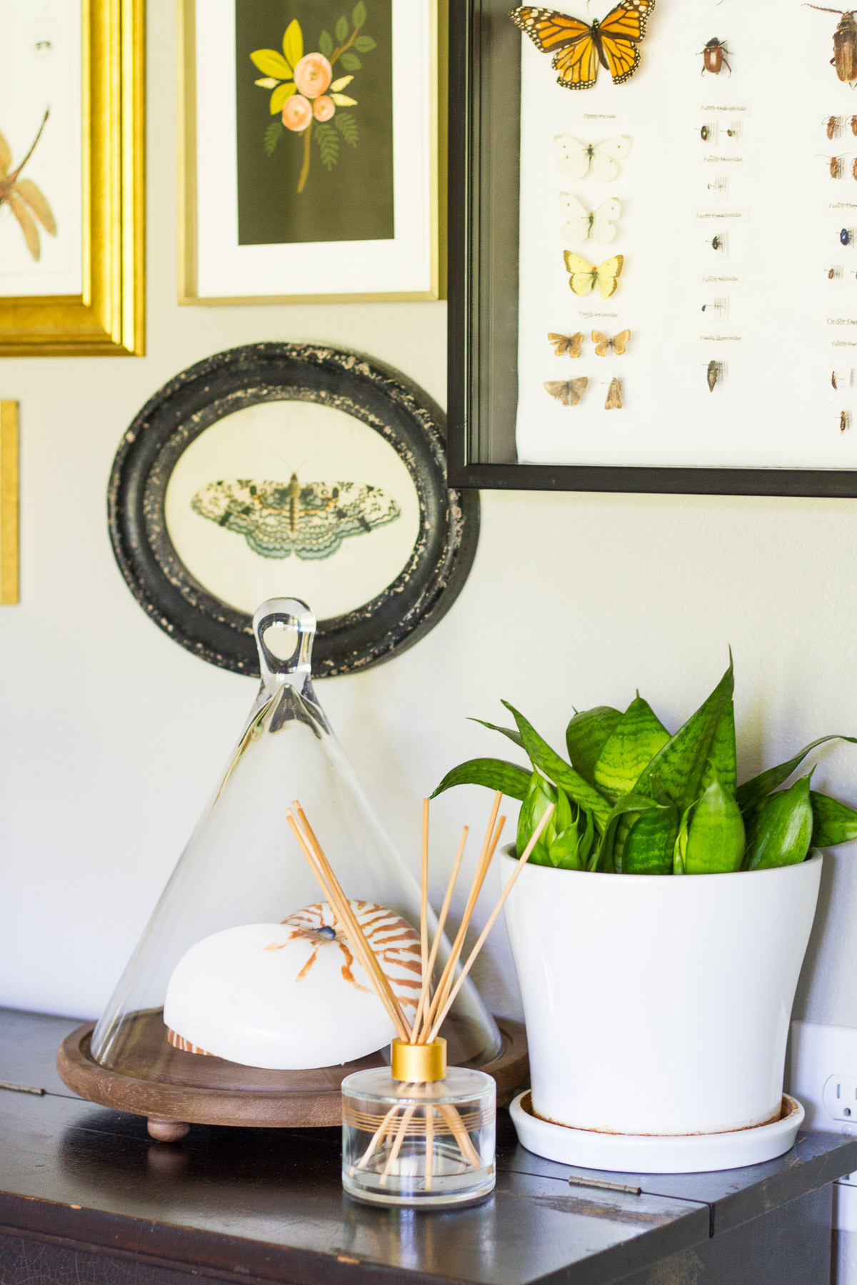 Nautilus shells, a snake plant, and a naturalist gallery wall on top of a black upright piano.