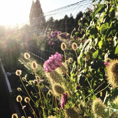 the flower garden in the evening sunshine