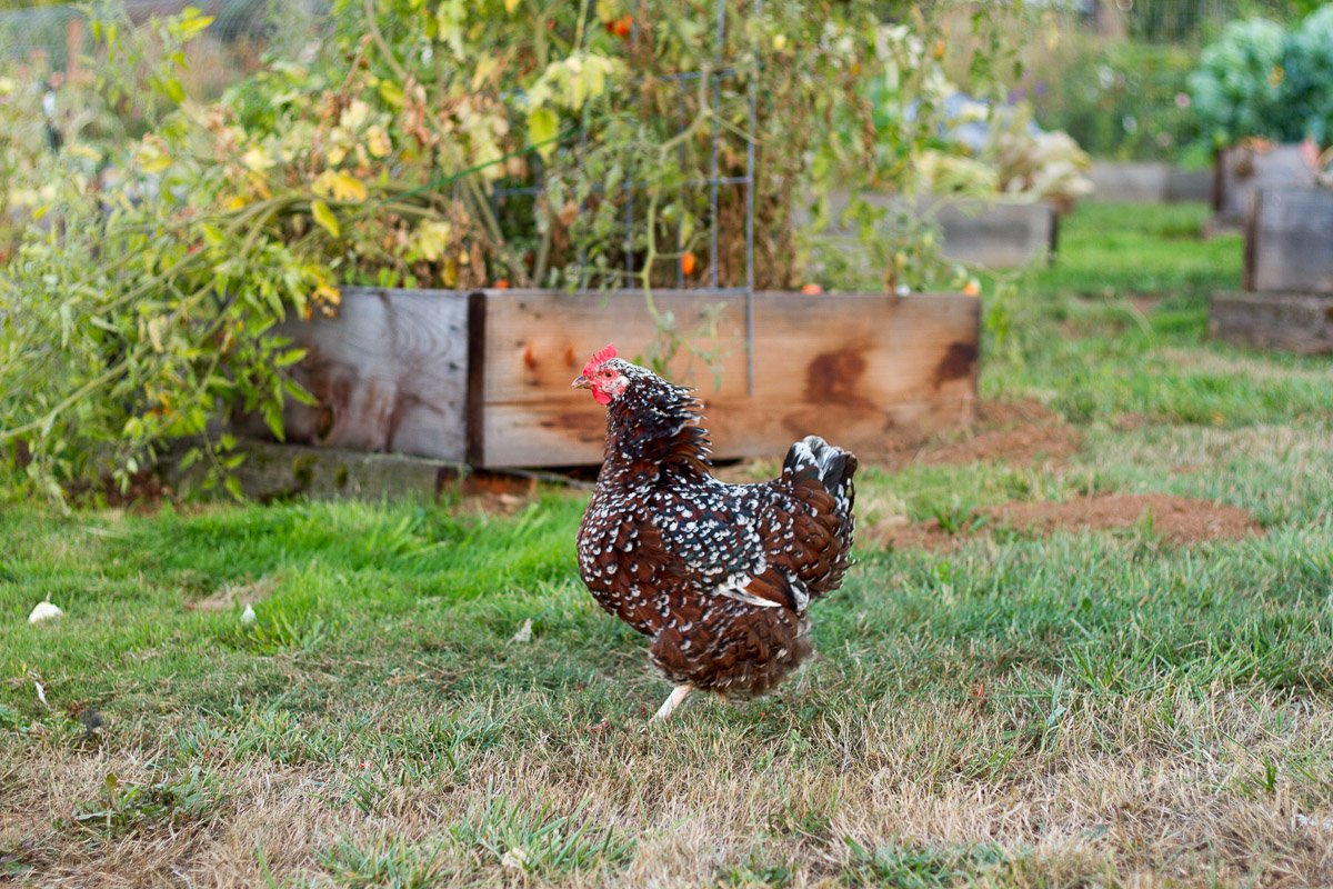 11 fall chores that will make your lawn, yard, and garden happy and healthy next spring!