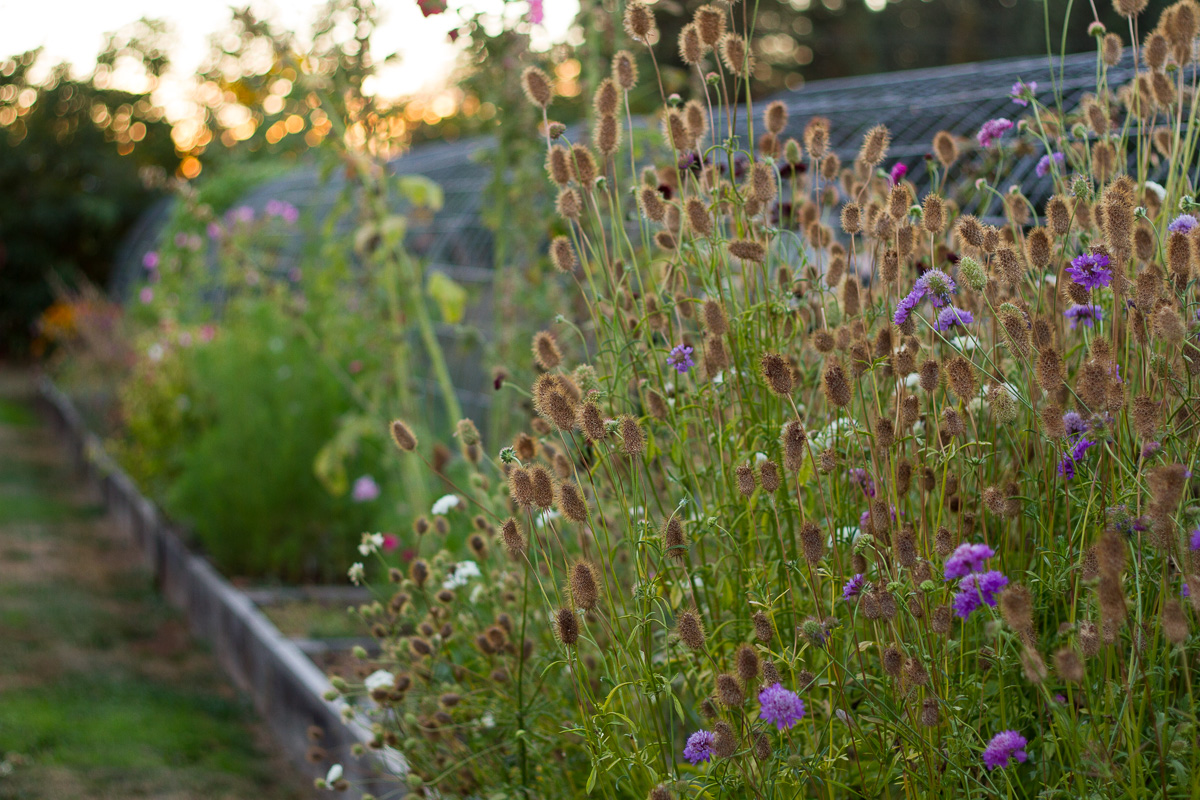 11 fall chores that will make your lawn, yard, and garden happy and healthy next spring!