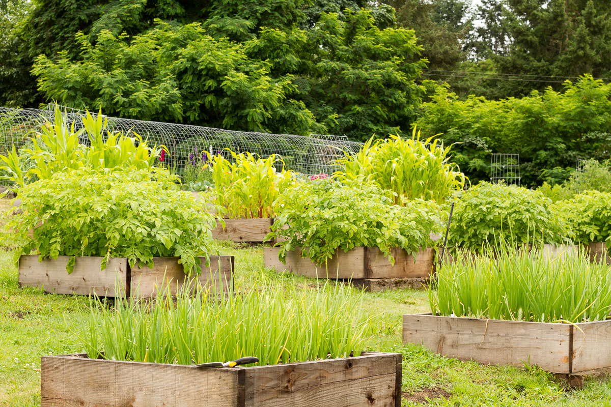How we designed our backyard vegetable, fruit, and cut flower garden with rows of raised beds