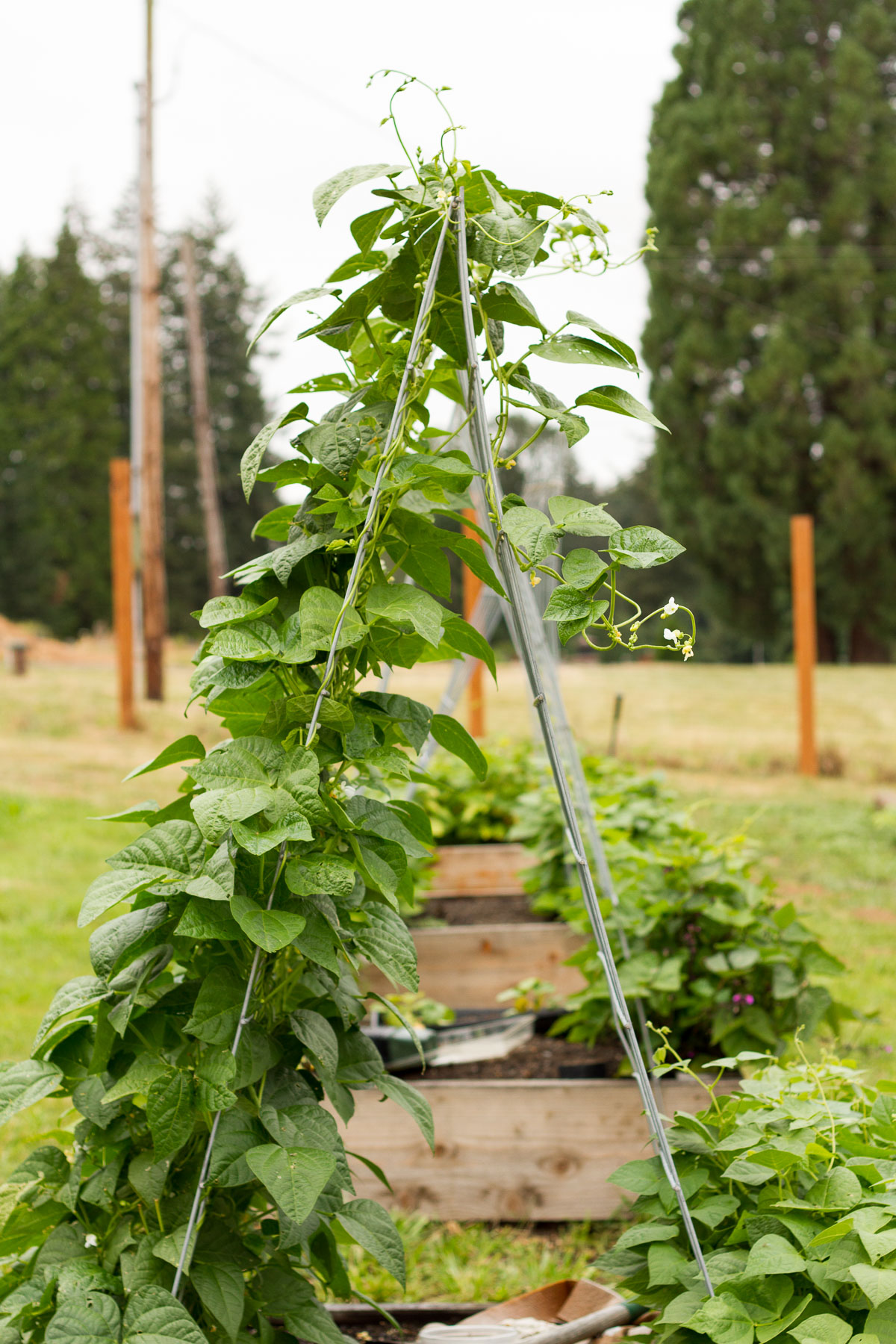 How we designed our backyard vegetable, fruit, and cut flower garden with rows of raised beds