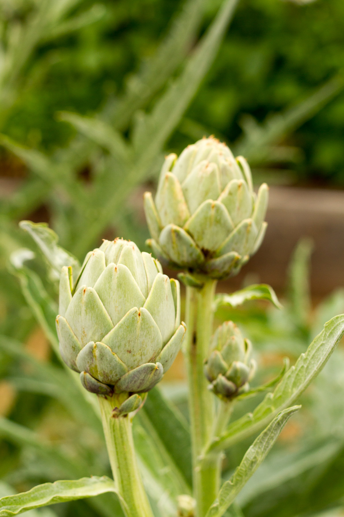 How we designed our backyard vegetable, fruit, and cut flower garden with rows of raised beds