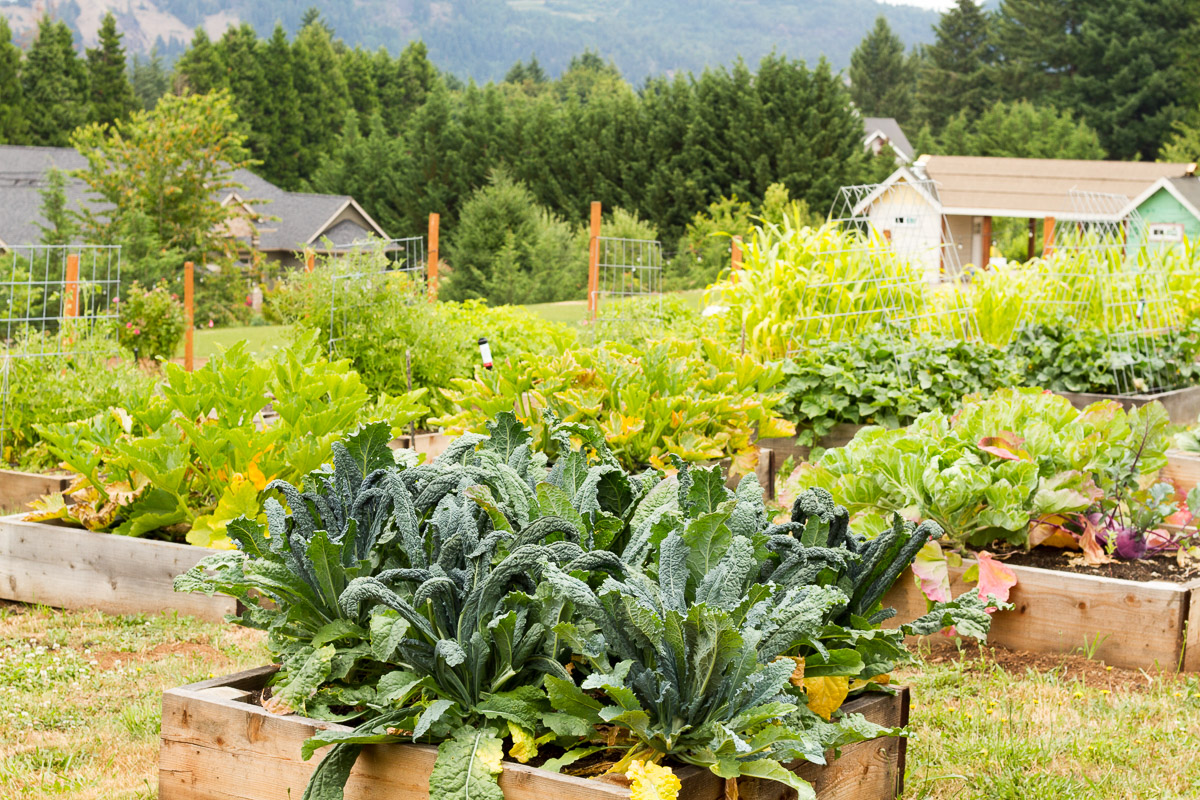 How we designed our backyard vegetable, fruit, and cut flower garden with rows of raised beds