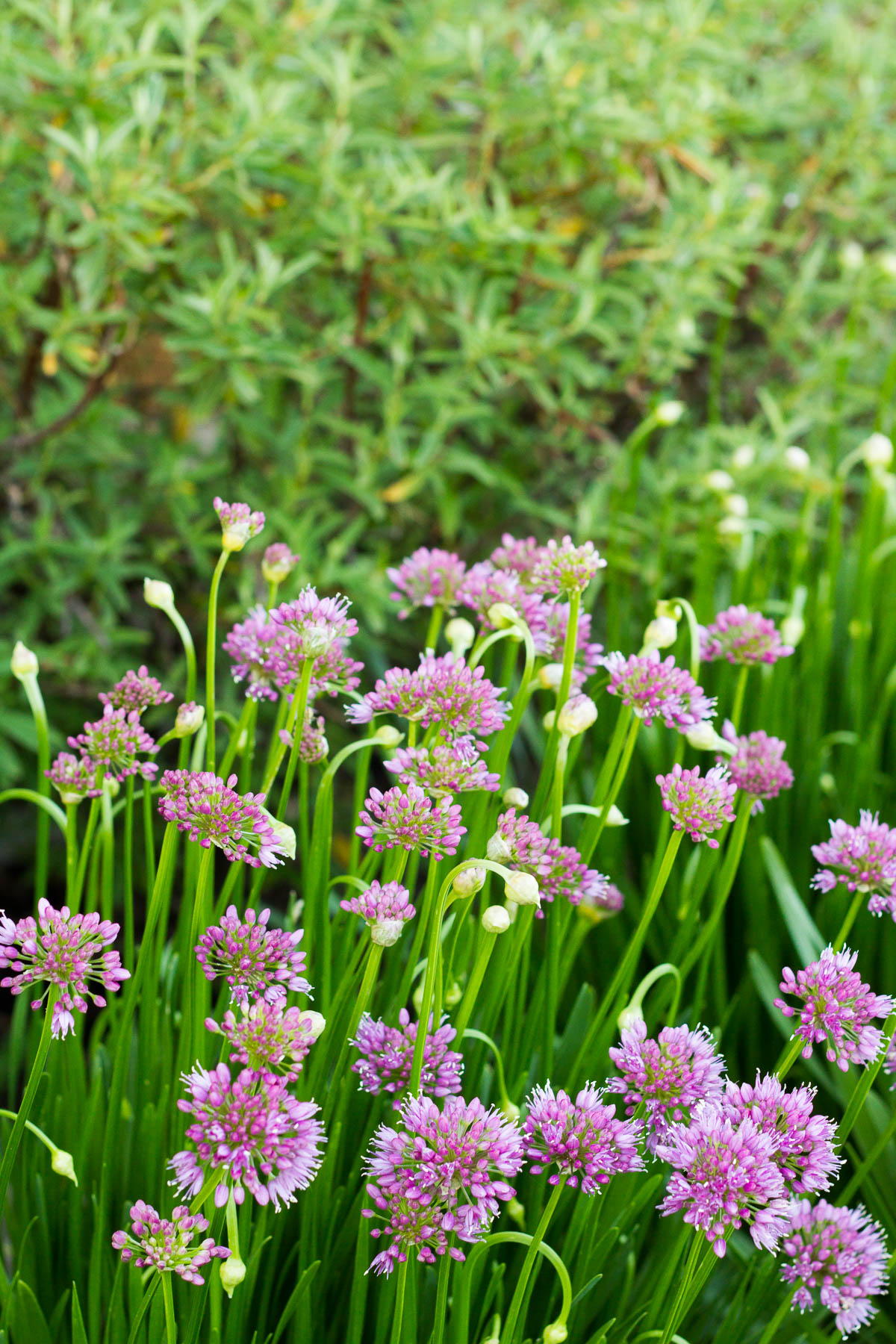 alliums and rock rose