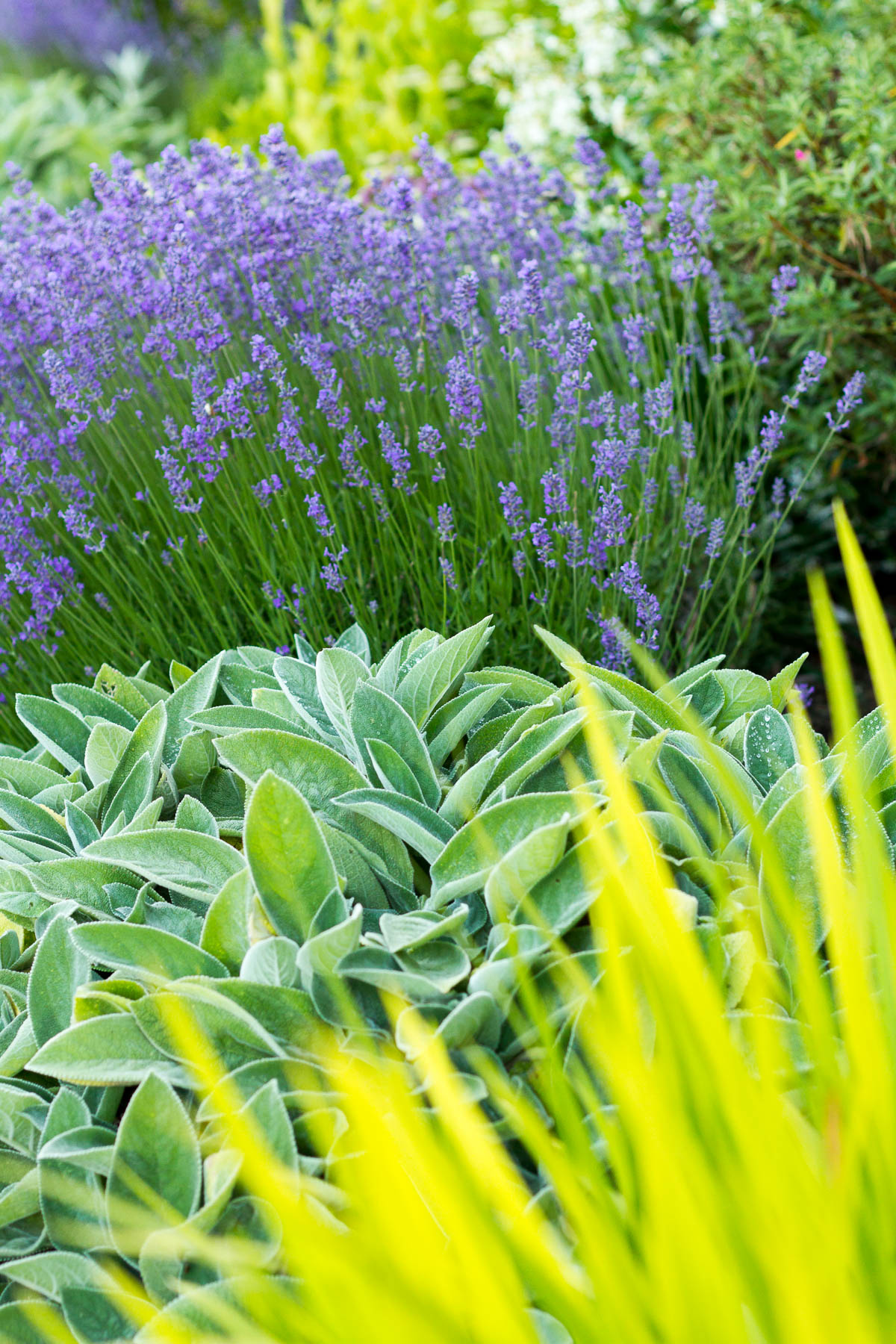 crocosmia, lamb's ear, and lavender