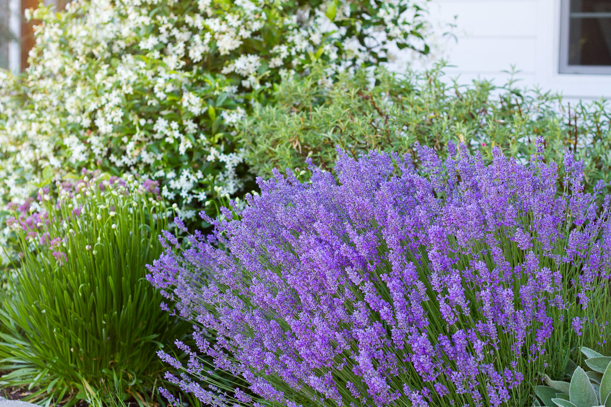 mediterranean-inspired front yard landscape design