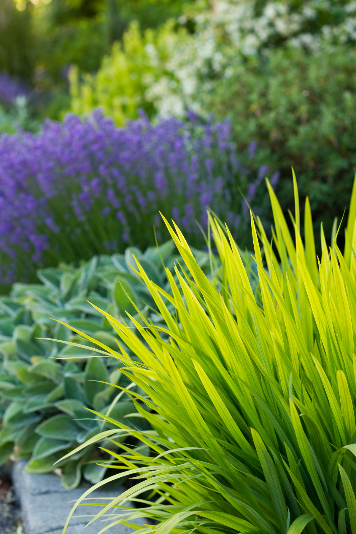 mediterranean-inspired front yard landscape design with crocosmia, lamb's ear, and lavender