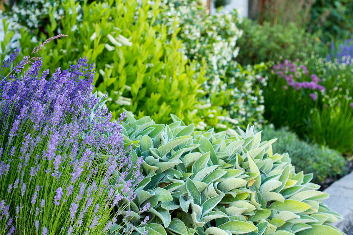 mediterranean-inspired front yard landscape design with lavender, lamb's ear, sweet spire, star jasmine, alliums, and more