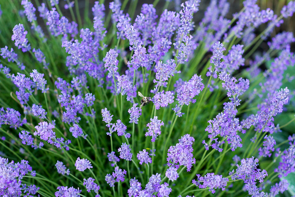 violet intrigue lavender