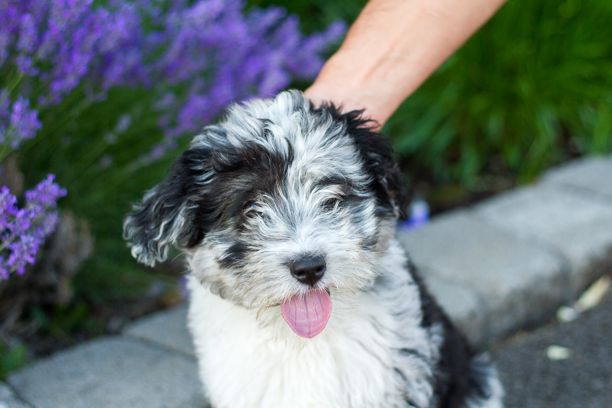Curly, the cutest Aussiedoodle in the world