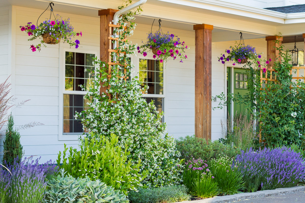 unique front yard plants