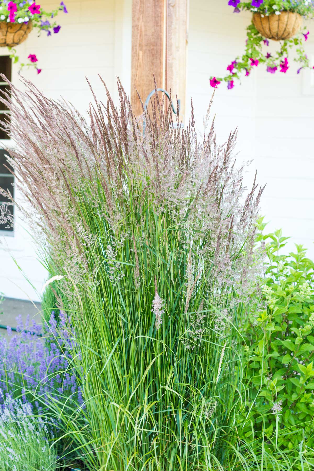 karl forester feather reed grass