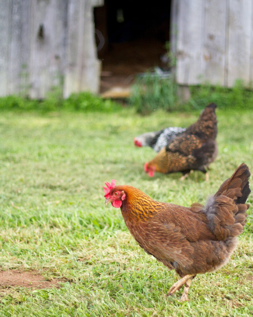 backyard chickens farmhouse weekends